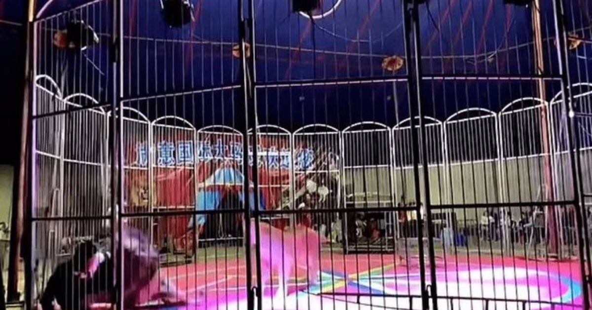 Domador é atacado por leão durante apresentação 31 FN+
