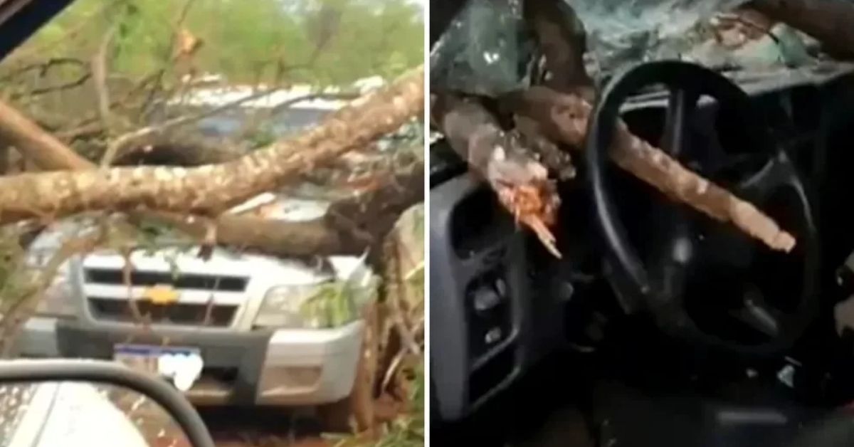 Motorista perde a vida ao ser atravessado por galho após queda de árvore; passageiro viu tudo 31 FN+