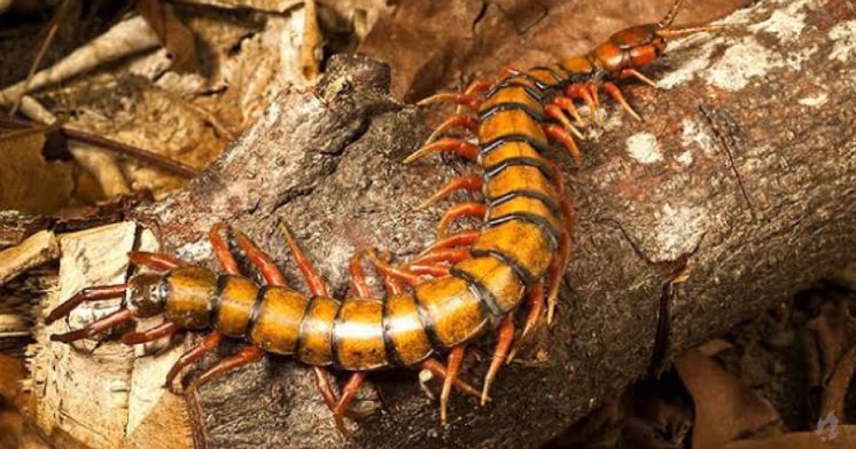 Os especialistas fazem um grande alerta: Se você costuma matar esse bichinho em sua casa, deve parar com urgência 31 bichi