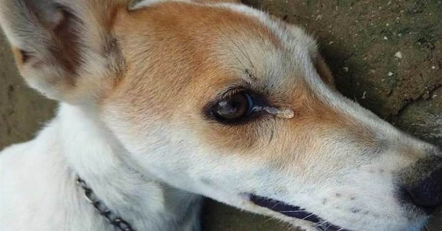 Cachorro tenta avisar os donos latindo a noite inteira, mas ninguém ligou 31 03B68F483912w1200h628