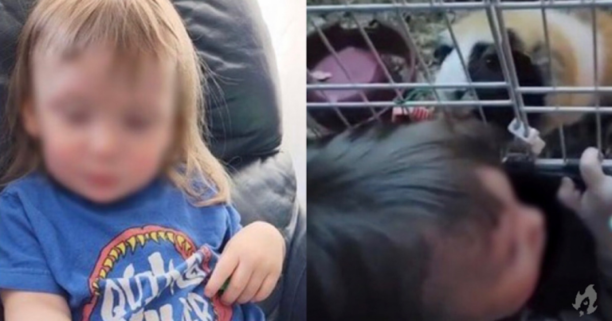 Mãe estranha corte de cabelo do filho, e descobre que ‘barbeiro’ era um porquinho-da-índia faminto 31 Mae estranha corte de cabelo do filho e descobre que.jpeg