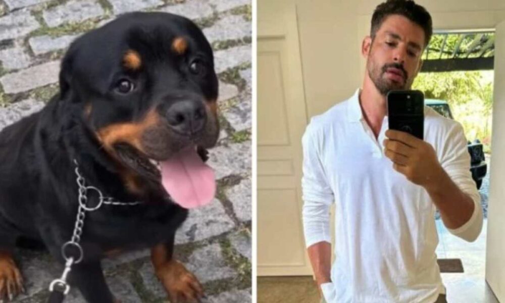 Cachorro de Cauã morre após ser envenenado: “Tão triste” 37 cachorro de caua 1000x600.jpg