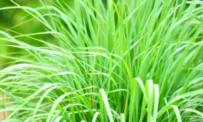 6 beneficios da erva cidreira para a saude.webp