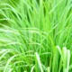 6 beneficios da erva cidreira para a saude.webp