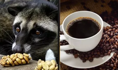 coco do animal da origem a cafe mais caro do.webp