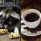 coco do animal da origem a cafe mais caro do.webp