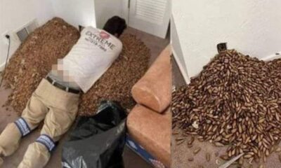 Homem descobre enorme quantidade de sementes dentro da parede de.jpg