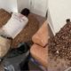 Homem descobre enorme quantidade de sementes dentro da parede de.jpg