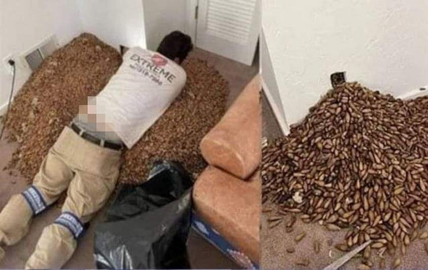 Homem descobre enorme quantidade de sementes dentro da parede de sua casa... 31 Homem descobre enorme quantidade de sementes dentro da parede de.jpg