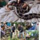 Mulher Dorme com Sua Cobra Piton Ate Veterinario Mostrar Ultrassom.jpg