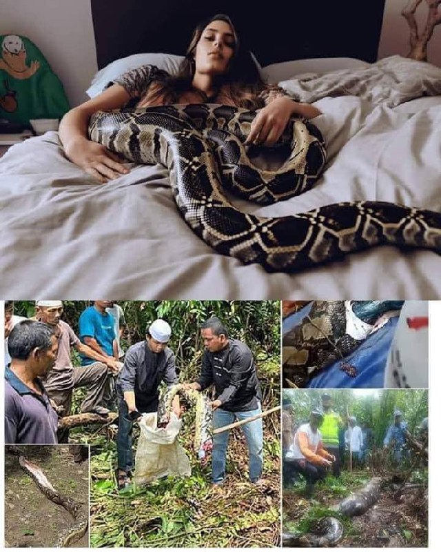 Mulher Dorme com Sua Cobra Píton Até Veterinário Mostrar Ultrassom Chocante... 31 Mulher Dorme com Sua Cobra Piton Ate Veterinario Mostrar Ultrassom.jpg