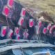 Onibus despenca em abismo deixa pelo menos 26 vitimas fatais.webp.jpeg