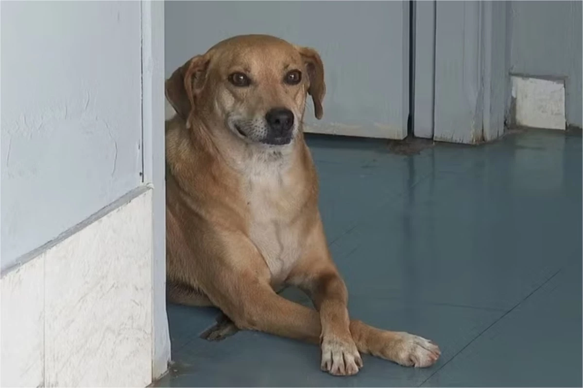 Cachorro espera na porta do hospital pela dona que foi internada, mas que já morreu há quase uma década 31 1News Brasil