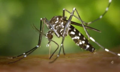 Bacteria pode ser grande aliado para controlar mosquitos da.webp