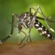 Bacteria pode ser grande aliado para controlar mosquitos da.webp