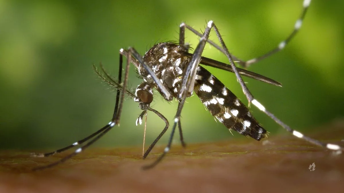 Bacteria pode ser grande aliado para controlar mosquitos da.webp