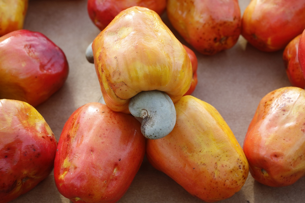 Confira 4 frutas com pouquíssimas calorias para quem quer emagrecer 41 Foto - caju