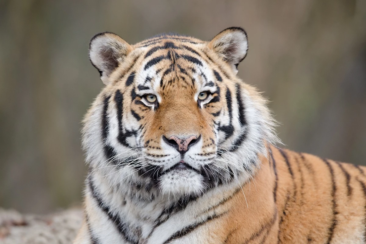Homem é atacado por tigre e perde a vida ao tentar alimentar o animal em zoológico 31 1News Brasil