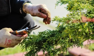 As plantas gritam quando sofrem A ciencia responde.webp