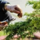 As plantas gritam quando sofrem A ciencia responde.webp