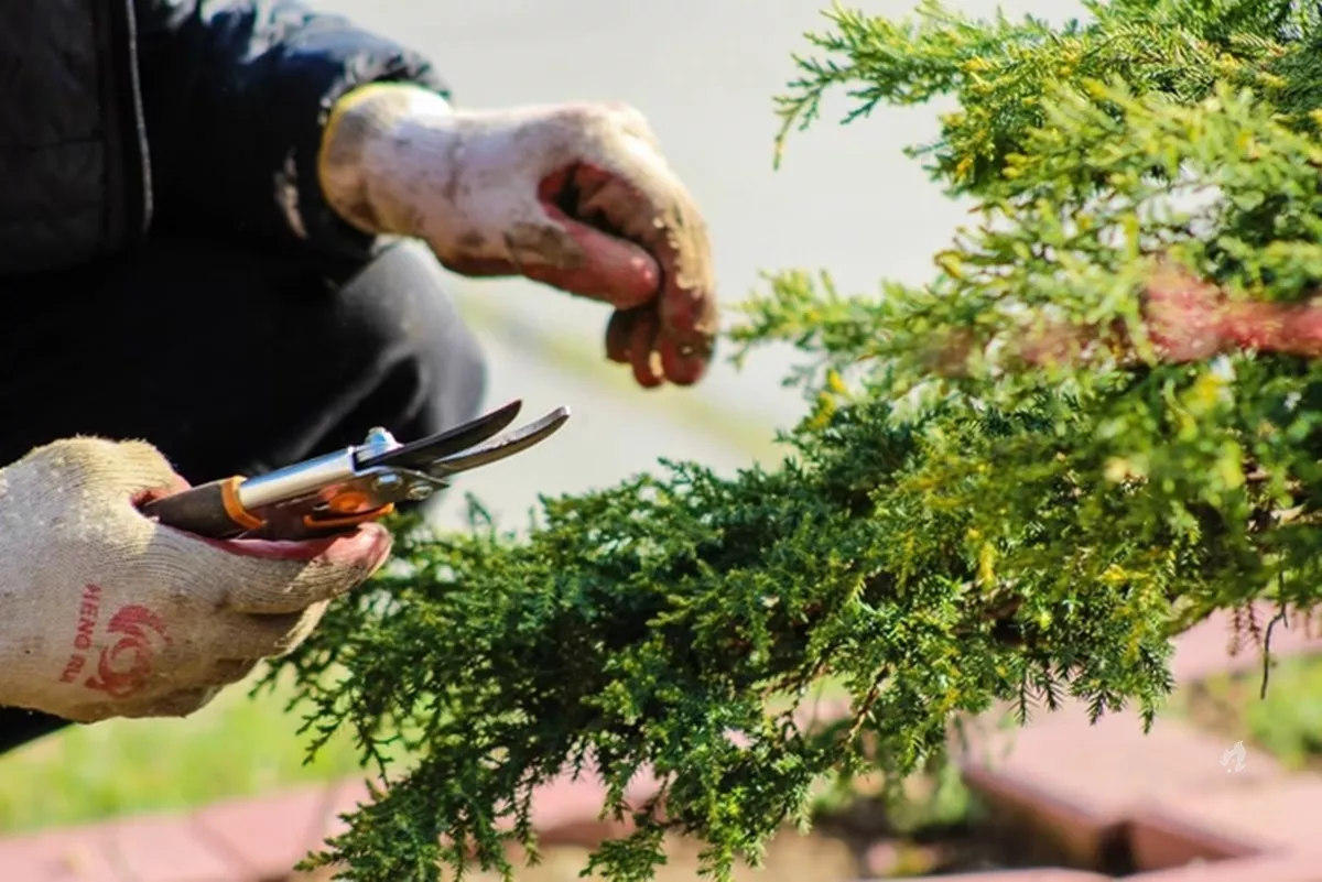 As plantas gritam quando sofrem A ciencia responde.webp