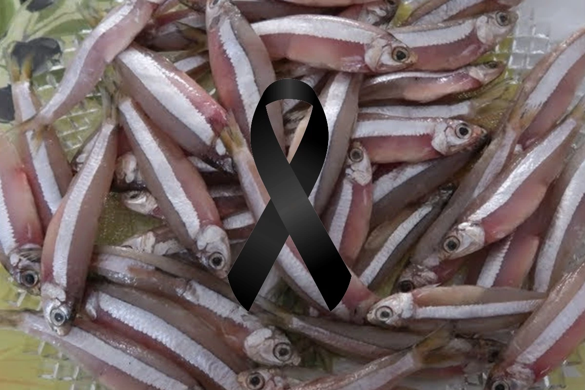 Doadores de peixe que pode ter causado a morte de bebê e de adolescente se apresentam à polícia e contam tudo 31 1News Brasil