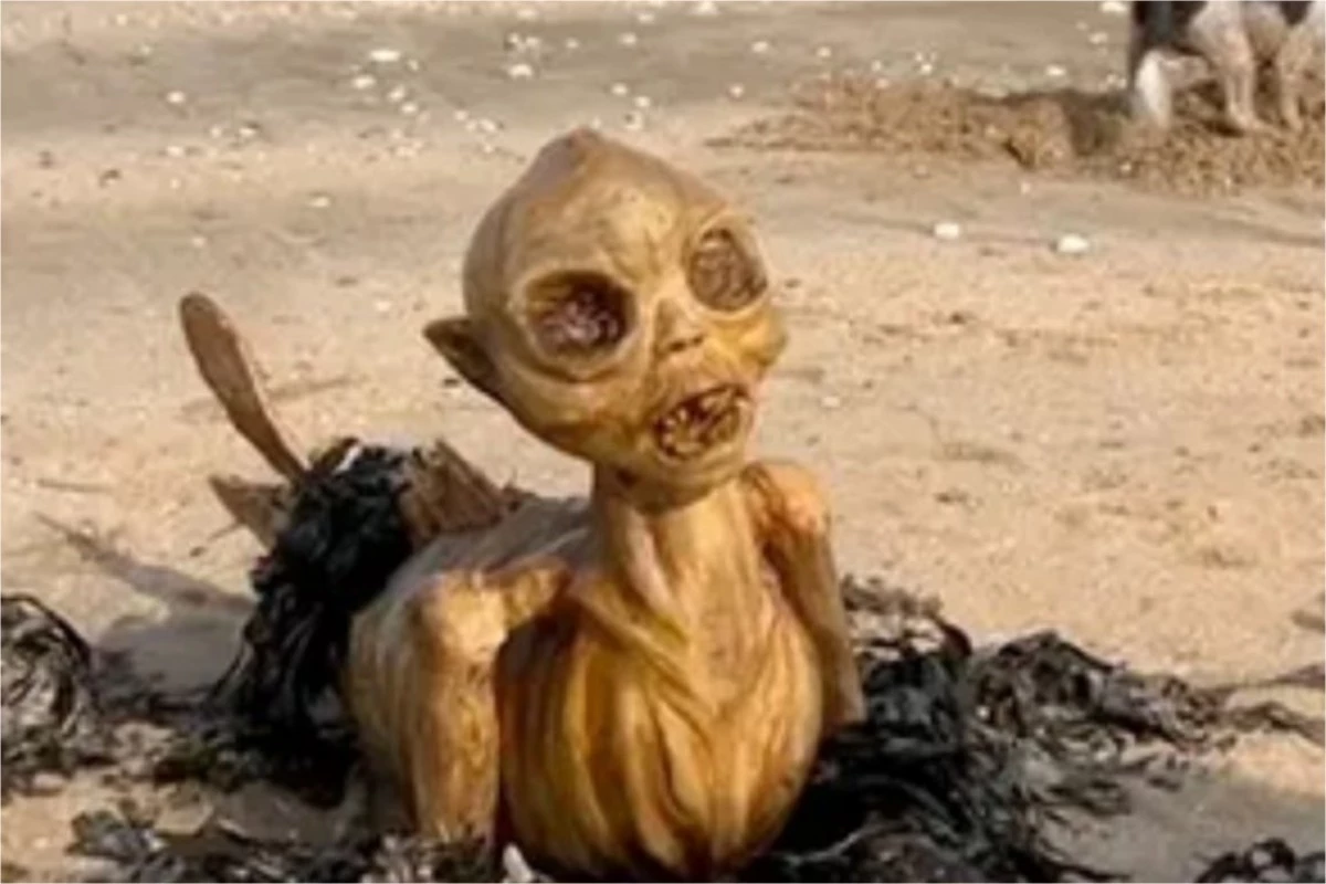 Fotos: criatura bizarra é encontrada em praia e surgem rumores de que possa ser até um extraterrestre 34 1News Brasil