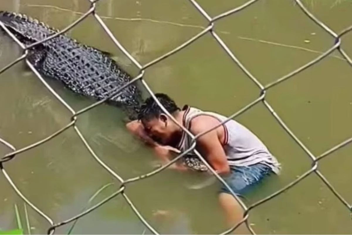 Turista tenta tirar selfie com crocodilo e é atacado brutalmente 31 1News Brasil