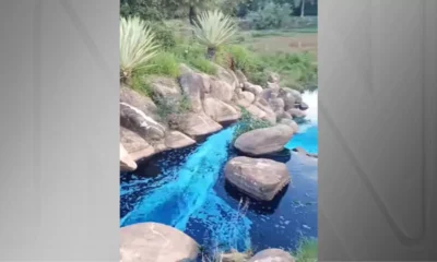 Animais sao tingidos de azul apos acidente de caminhao.webp