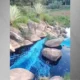 Animais sao tingidos de azul apos acidente de caminhao.webp