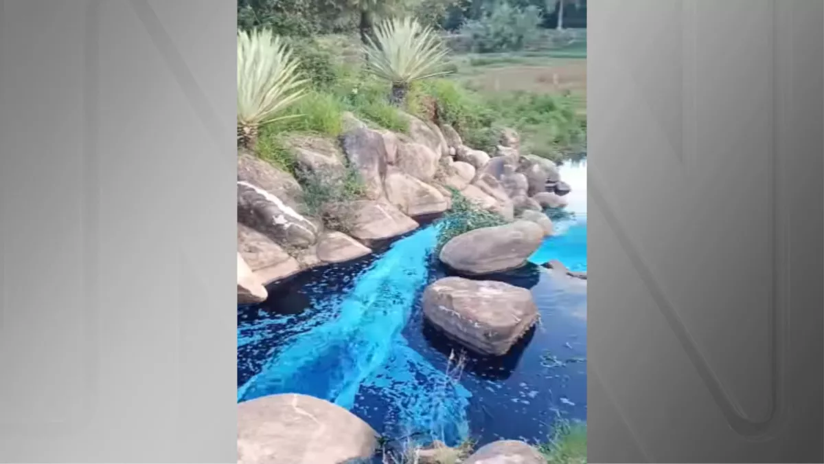 Animais sao tingidos de azul apos acidente de caminhao.webp