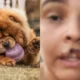 Cachorro arranca pedaco da boca de tutora e e submetido.webp