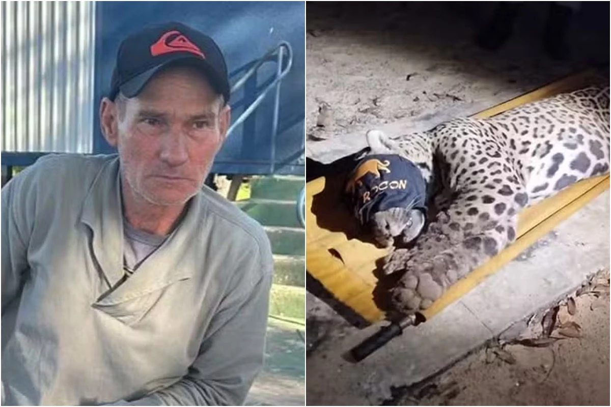 Onça que teria matado e comido caseiro evacua possíveis pedaços de ossos e cabelo humano 31 1News Brasil