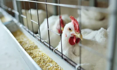 Quase 17 mil aves morreram em granja por gripe.webp