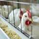 Quase 17 mil aves morreram em granja por gripe.webp