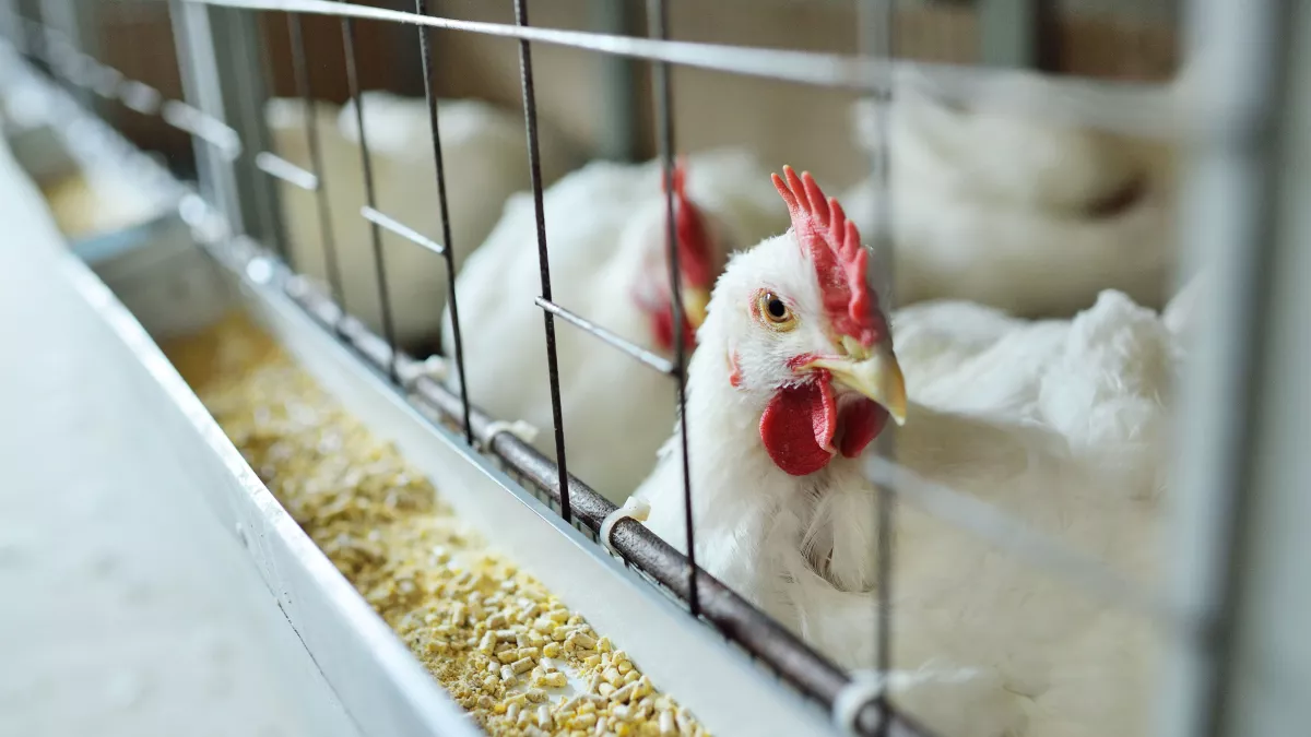 Quase 17 mil aves morreram em granja por gripe.webp