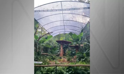 Zoologicos brasileiros ativam plano para blindar animais da gripe.webp