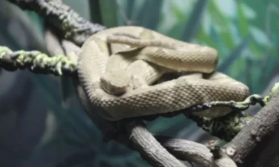 menino sobrevive a picada de cobra que esta entre as.webp