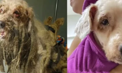 Ex tutores de cao resgatado com 3 kg de pelo.webp