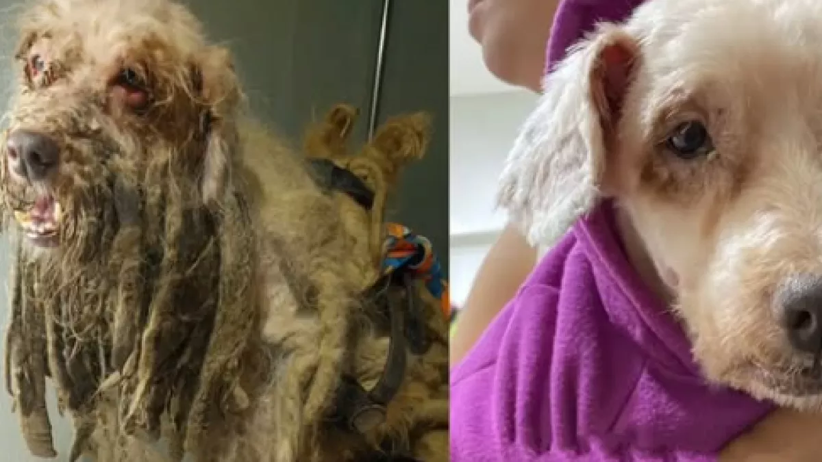 Ex tutores de cao resgatado com 3 kg de pelo.webp