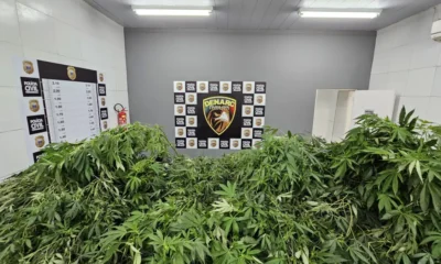 Homem e preso com maconha suficiente para 115 anos de.webp