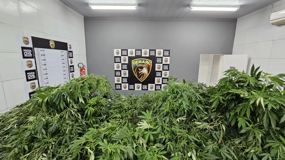 Homem e preso com maconha suficiente para 115 anos de.webp