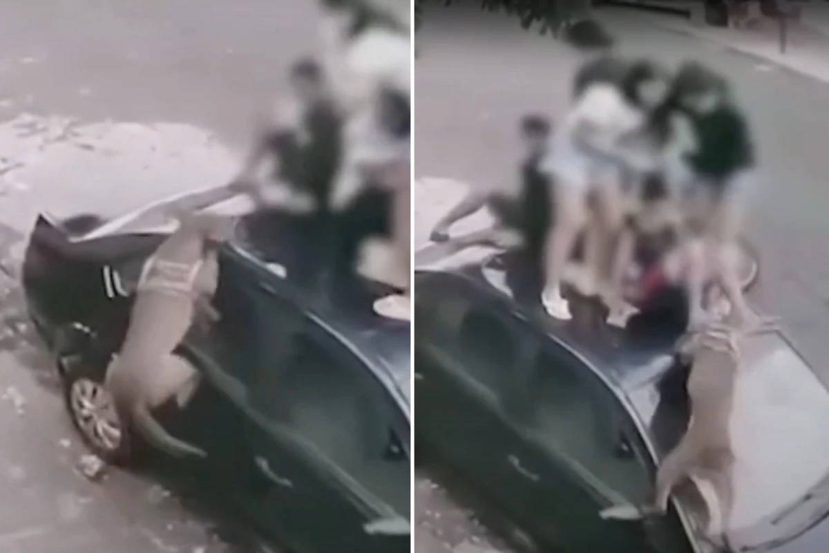 adolescentes se desesperam e sobem no teto de carro para fugir de pitbull 31 1News Brasil
