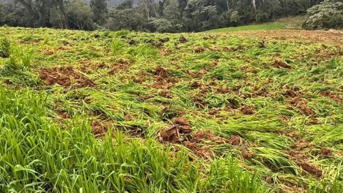 Fazenda com 138 mil pes de maconha e descoberta.webp